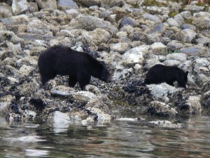 black bear follows cub