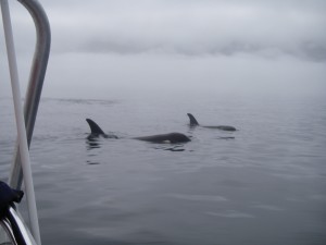 orca comong