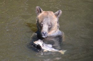 grizzly tasting salmon