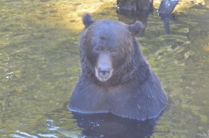 full frontal grizzly