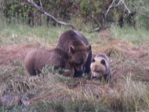 grizzly cubs size matters