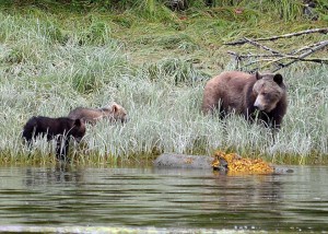 grazing grizzly cubs