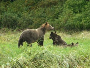 grizzly and second year cubs