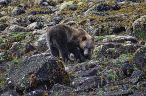 grizzly eating seaweed