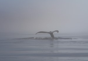 foggy whale watching