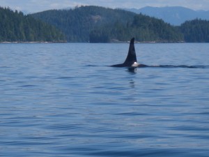 killer whale dorsal fin