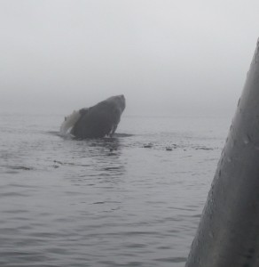 close breachinf whale