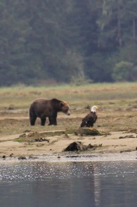 grizzly and eagle