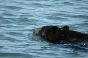 swimming black bear