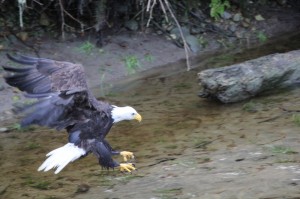 eagle feeding