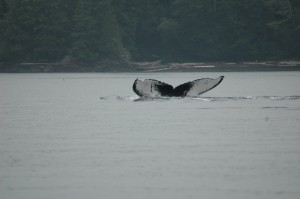 whale tail 3