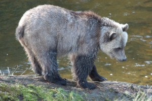 timid grizzly cub