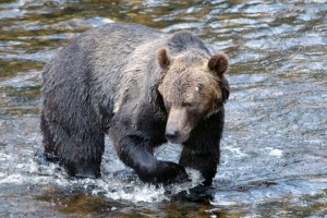 fishing grizzly bear
