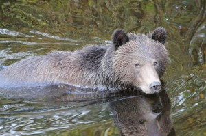 swimming grizzly