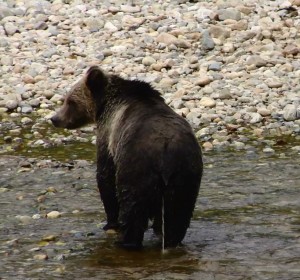 male grizzly peeing