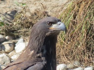 young bald eagle