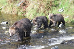 follow the leader grizzlies