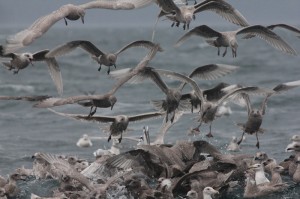 seagulls on herring ball