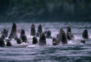 sea lions charging
