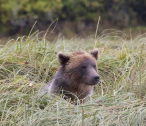 grizzly in grass