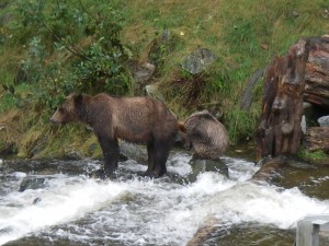 grizzly cub staying dry in river