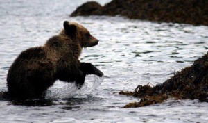 grizzly cubs donot like salt water