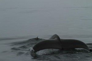 orca dive 1