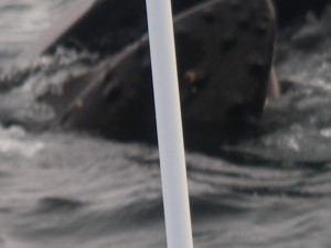 humpback very close feeding