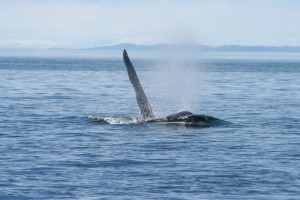 orca dorsal fin