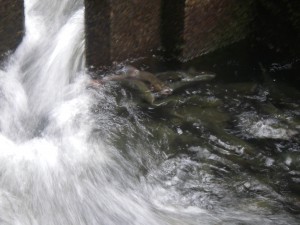 fish ladder to by pass falls