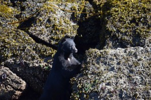 black bear hiding on beach