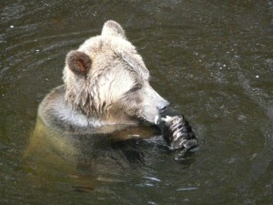grizzly tasting salmon