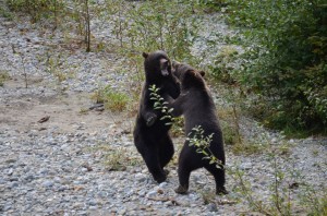 more grizzly bears fight