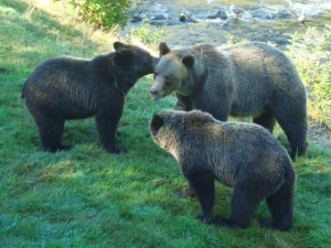 grizzly family meeting