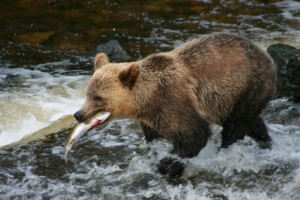 caught a fish good grizzly