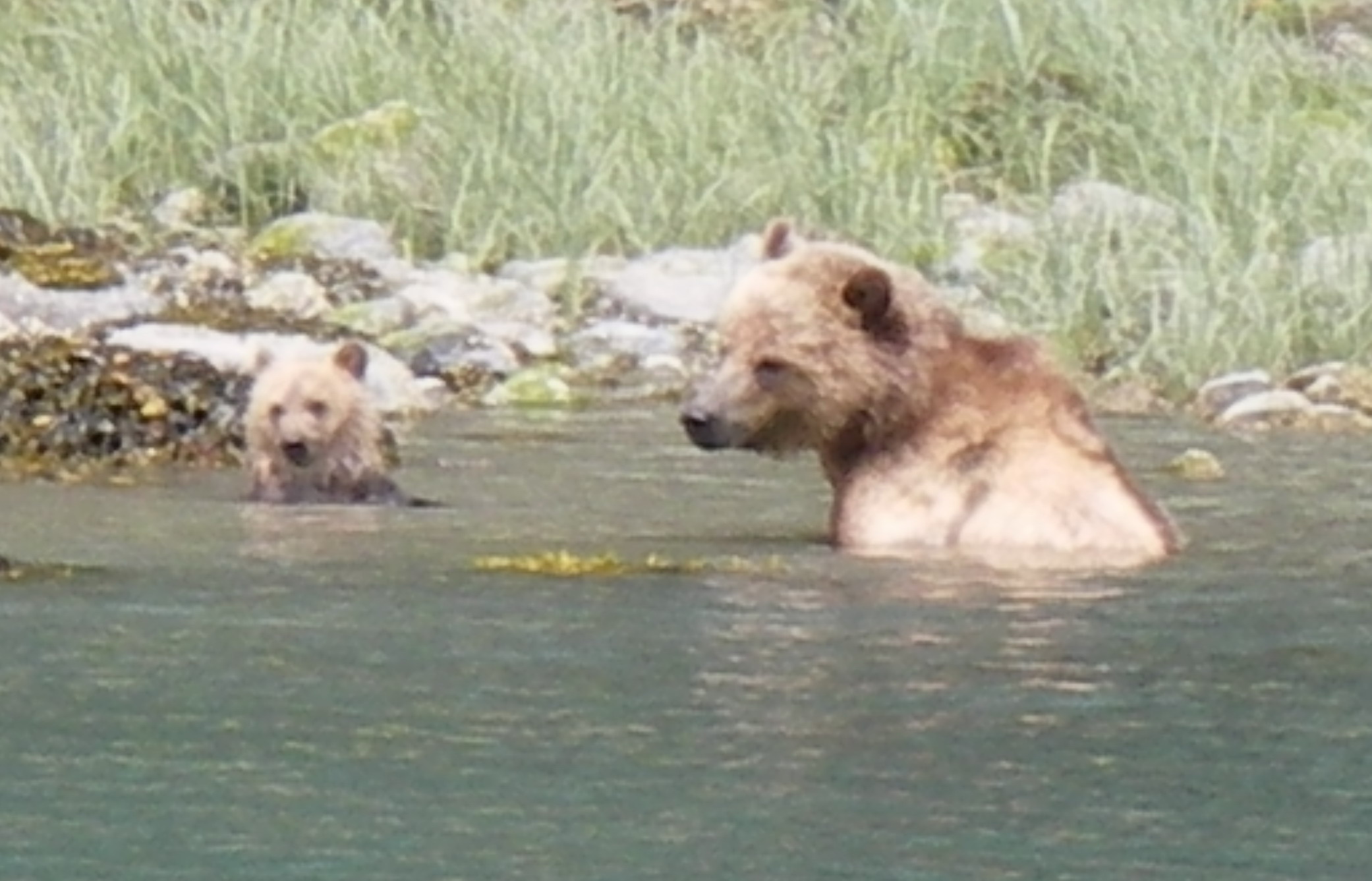 Cooling Off In The Summer | Grizzly Bear Tours & Whale Watching, Knight  Inlet