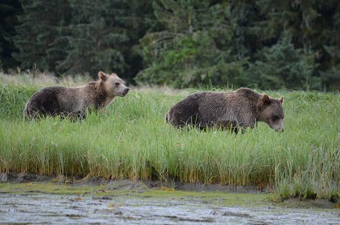 Estuary Grizzly Bears