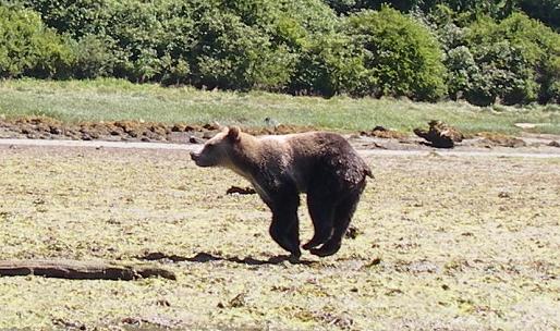 Grizzly Bear Running 