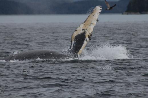 Humpback Whales at play