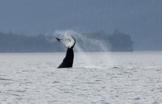 Lobtailing humpback whale