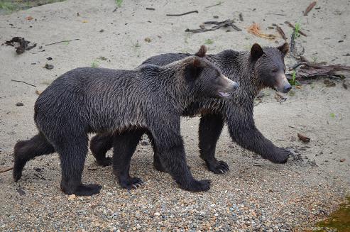 Grizzly Bear Siblings 
