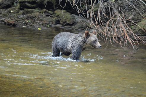 Grizzly in river