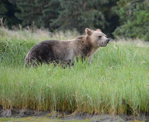 Grizzly Bear Grazing