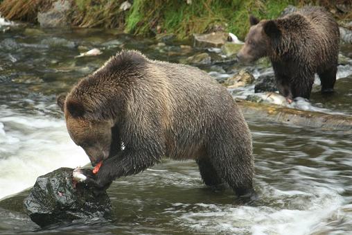 Two Grizzly Eating
