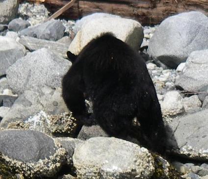 Black Bear on the beach