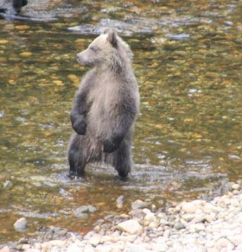 Grizzly cub standing