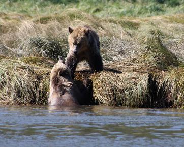 Grizzlies in river mouth