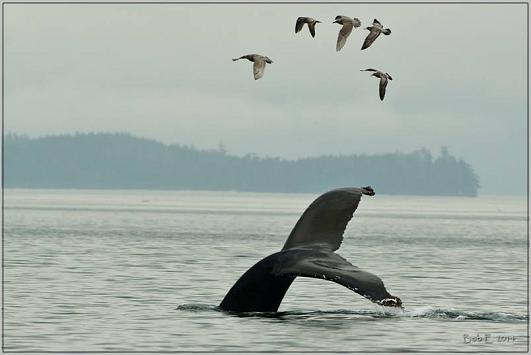 Humpback Whales fluke