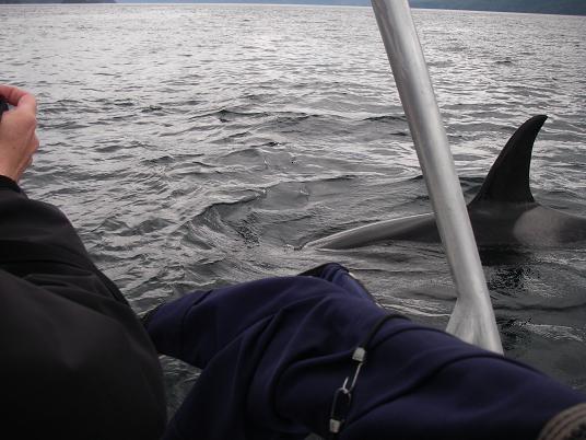orca close to boat