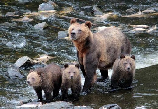 Grizzly Bear triplets